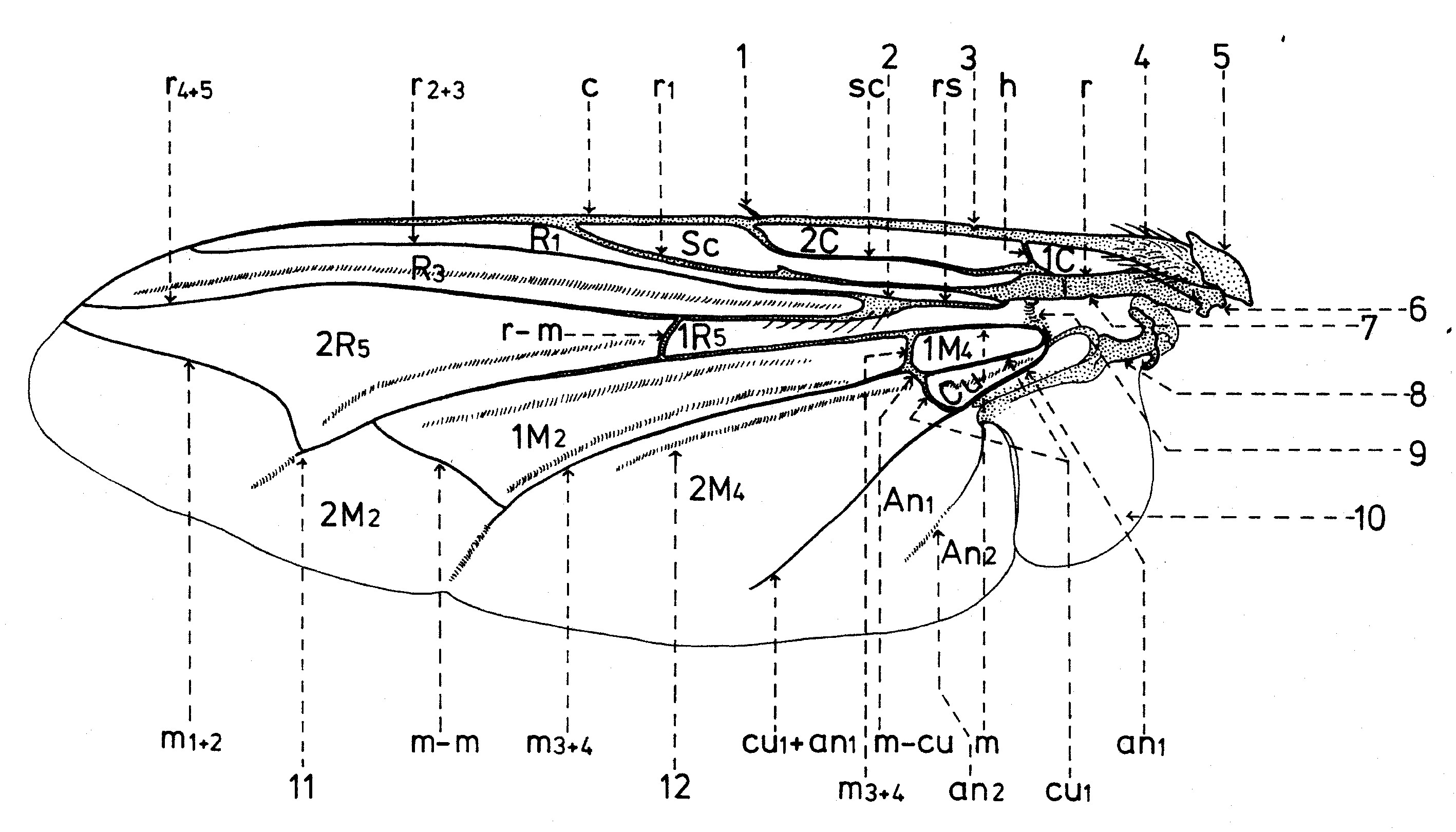 Anatomie d'un insecte xylophage